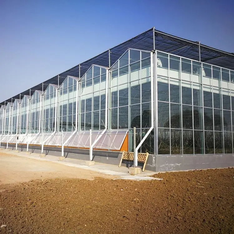 Zehui manufacturing Venlo hydroponics polycarbonate sheet greenhouse glass greenhouses with low price  for sale