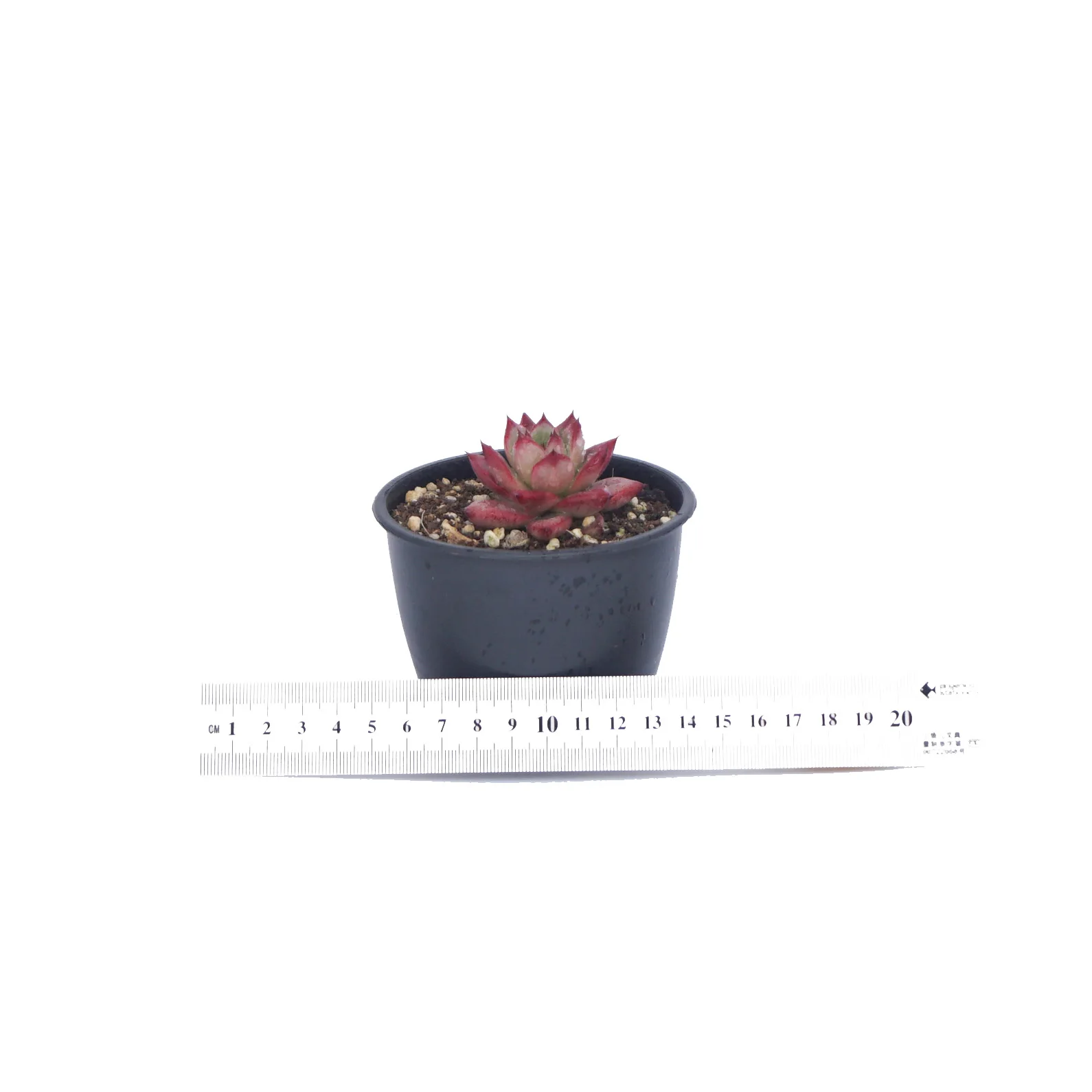 
Popular echeveria suculentas natural succulent wholesale live plants from China nursery 