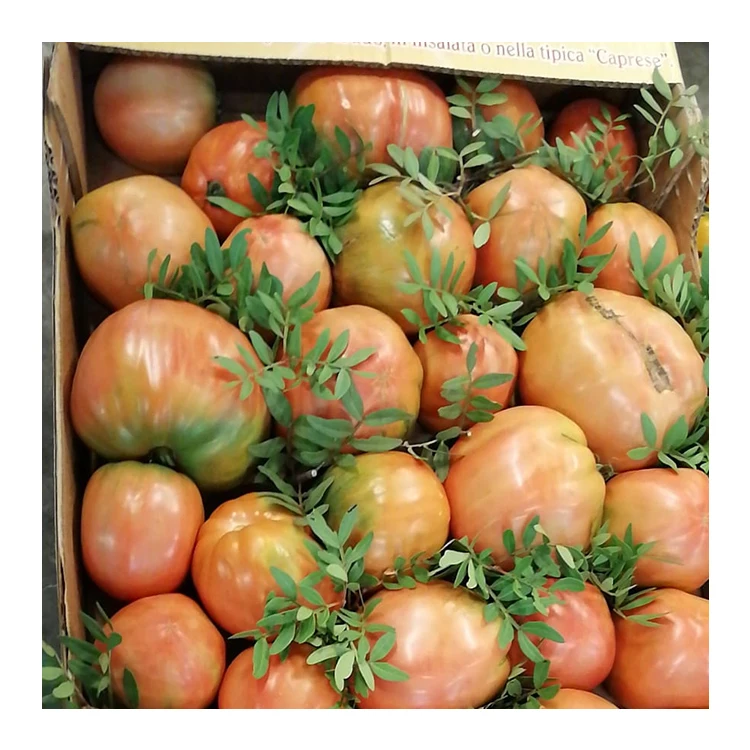 Sorrentino Costiera Tomatoes Fresh Italian Tomatoes Yellow for sale