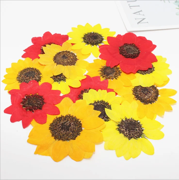Real Dried Pressed Flower  Dyed dried flower Sunflower