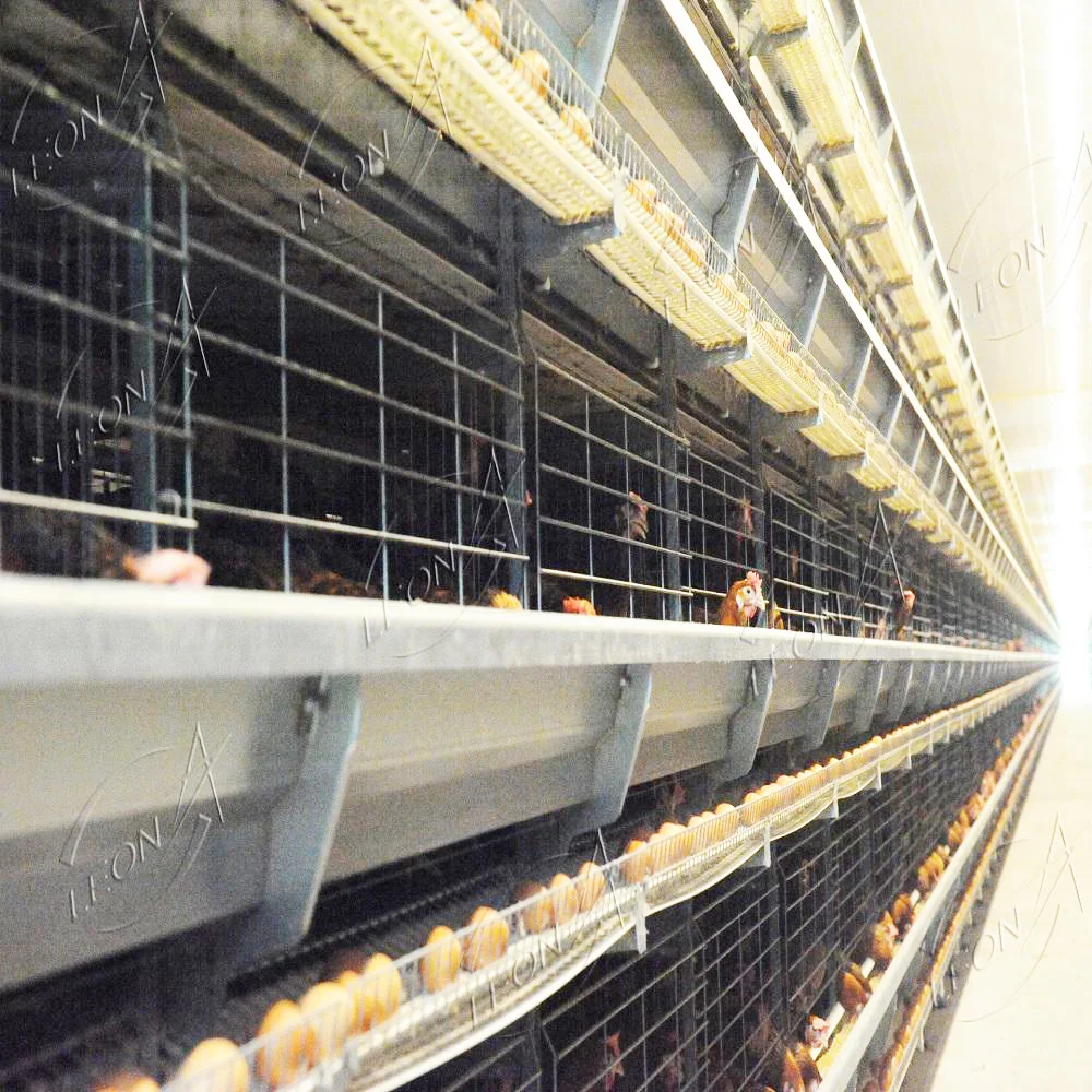 High Quality H Type Layer Birds Cages for Big Chicken Made in China