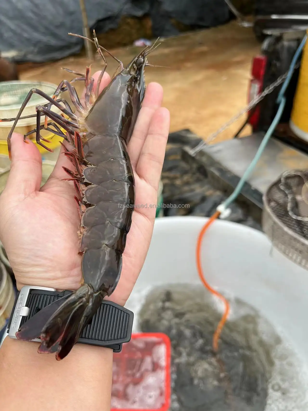 Giant Tiger Prawn No Additives Fresh Natural Whole Shape Raw Frozen Bulk Seafood Shrimp