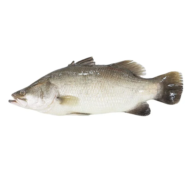 Sell frozen seafood product sea bass barramundi fish