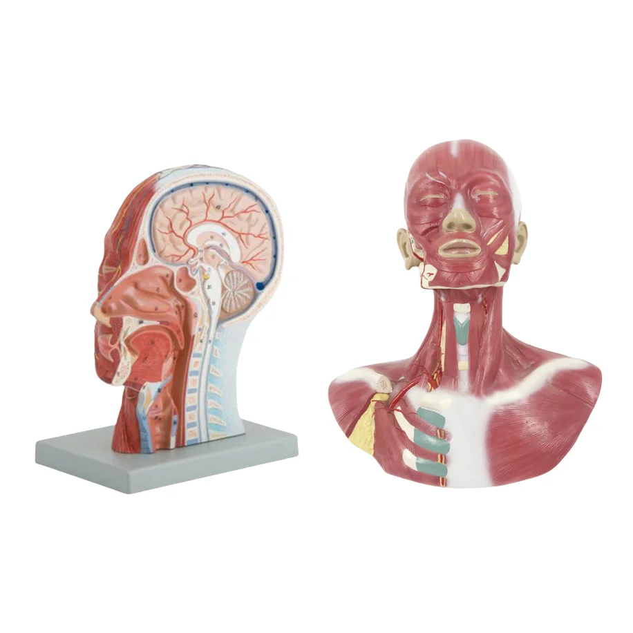 ADA A model of nerve with blood vessels attached to the midsagittal section of the head and Model of head, face, neck anatomy