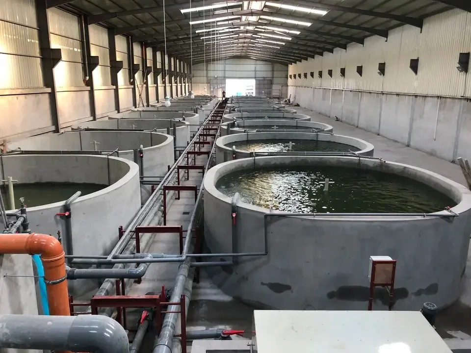 Wholesale customized high quality indoor outdoor fish tank farming ras aquaculture system for sturgeon breeding
