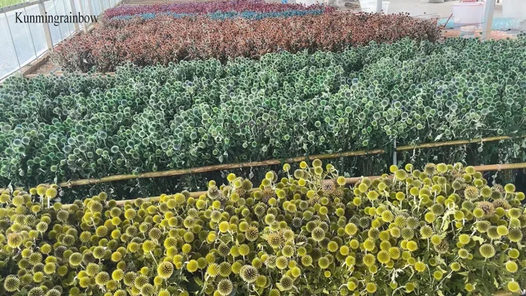 Wholesale preserved dried Globe Thistle Dried Echinops Sphaerocephalus Blue Eryngium planet flower