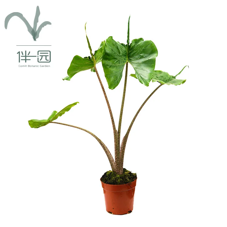 
High quality plants seedling Alocasia seedlings Stingray Ornamental natural plants for interior decoration 