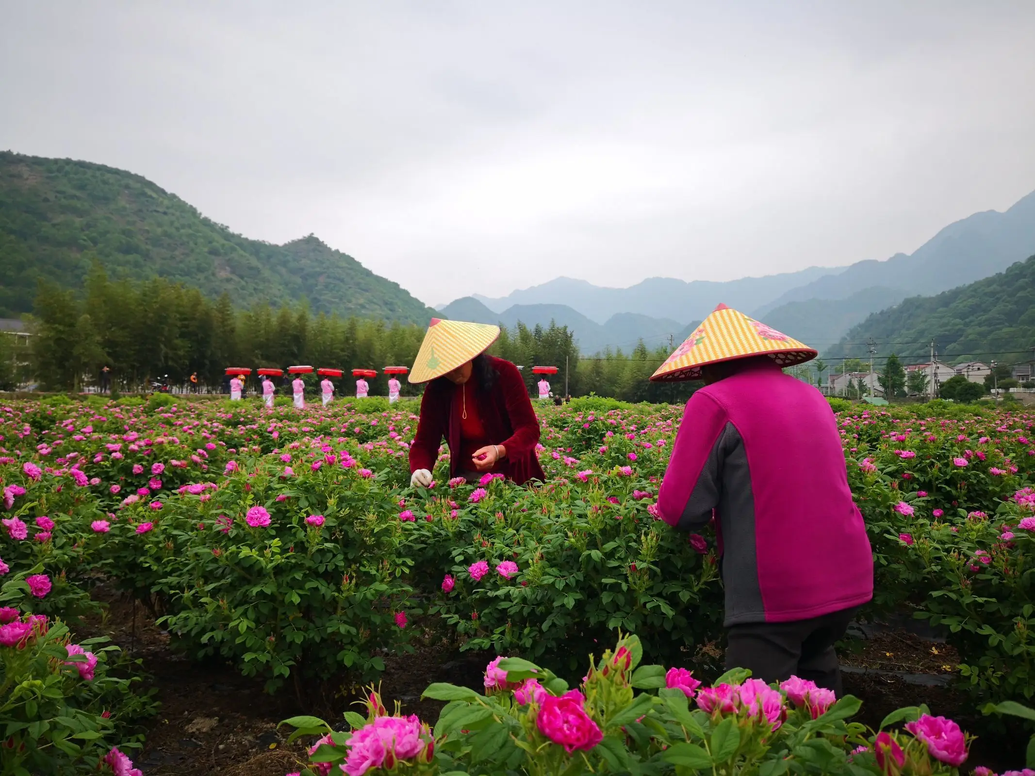 Princess Shao Organic Rose Tea Dried Tea Flowers Dry Flowers Natural Flavor Tea