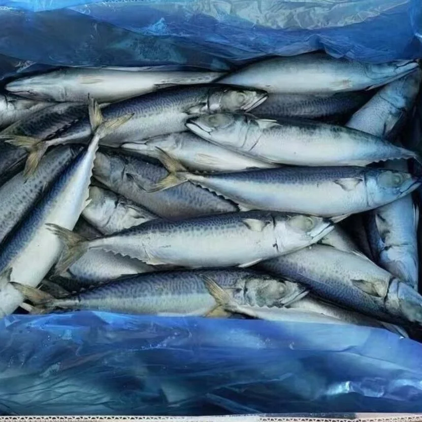 Frozen Salmon Fish King Mackerel Cold Storage Hkwalkin Cold Storage Room Cold Stores Project