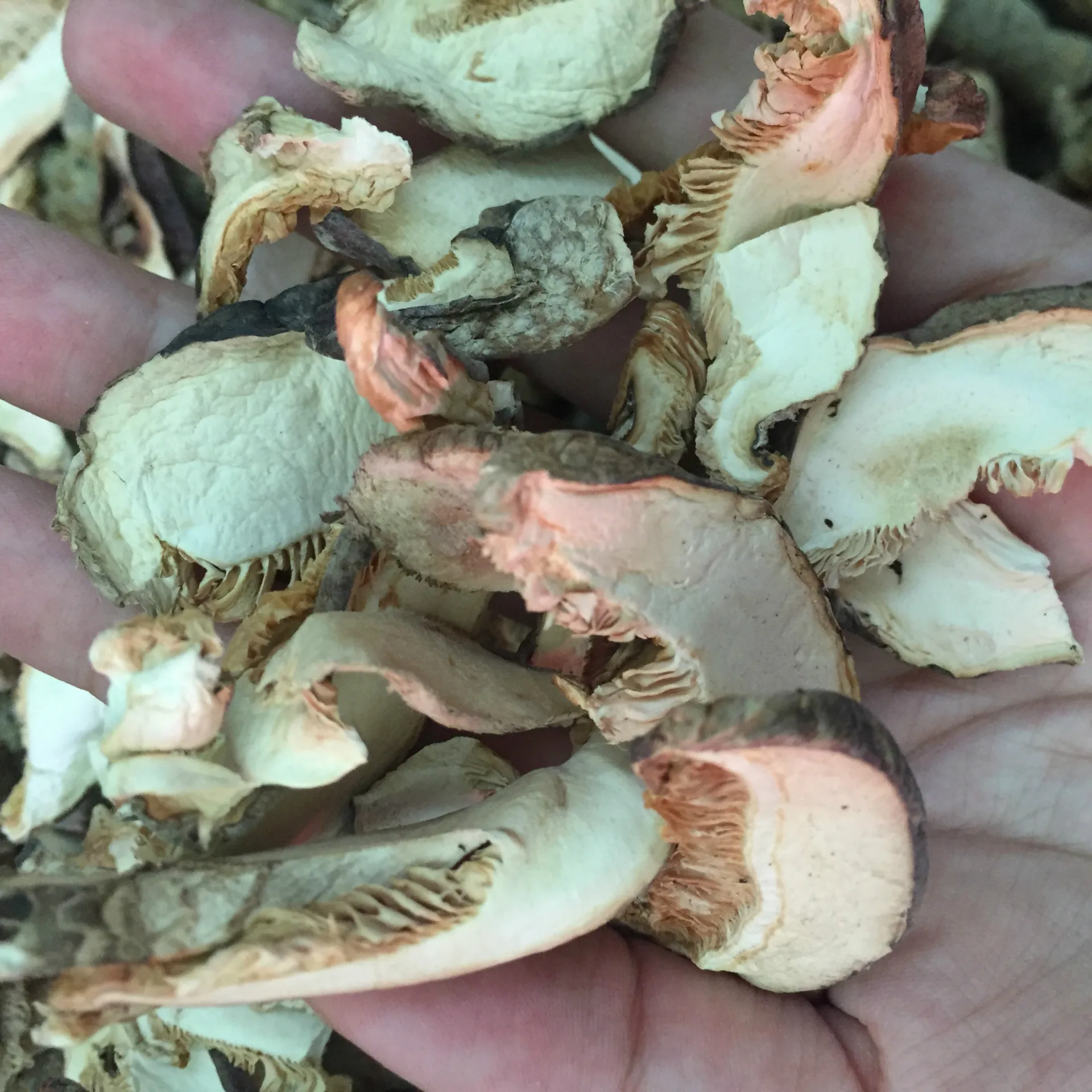 
Hot sale Sing Organic Mushrooms Food Dried Fungus Tricholoma Matsutake 