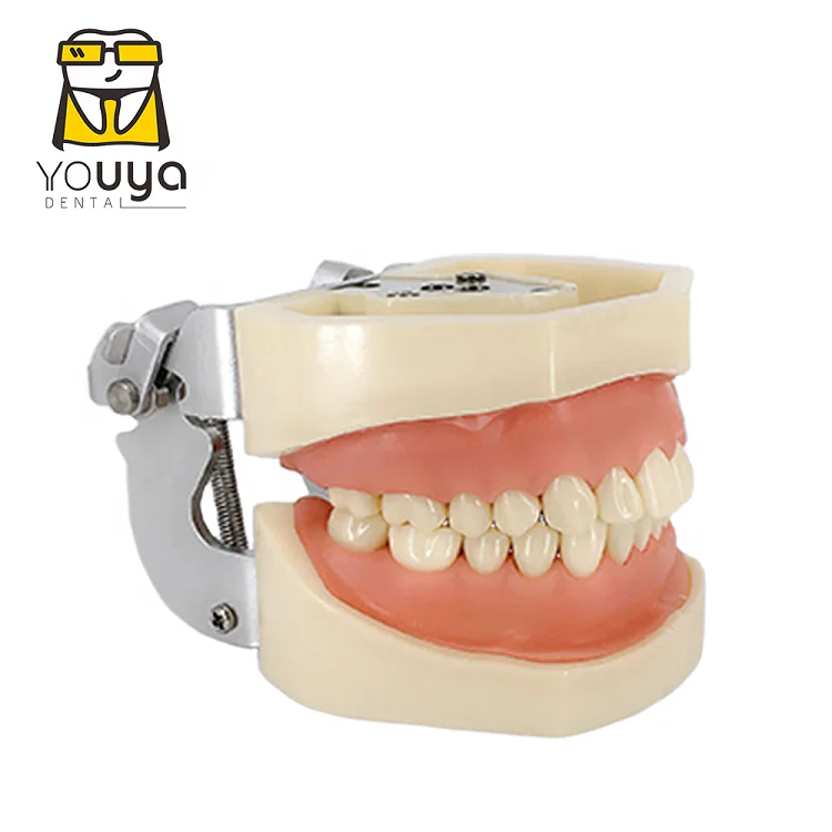 Human Anatomy 4 Times Medical Training Molar Pathology Teaching Nursing Care Model