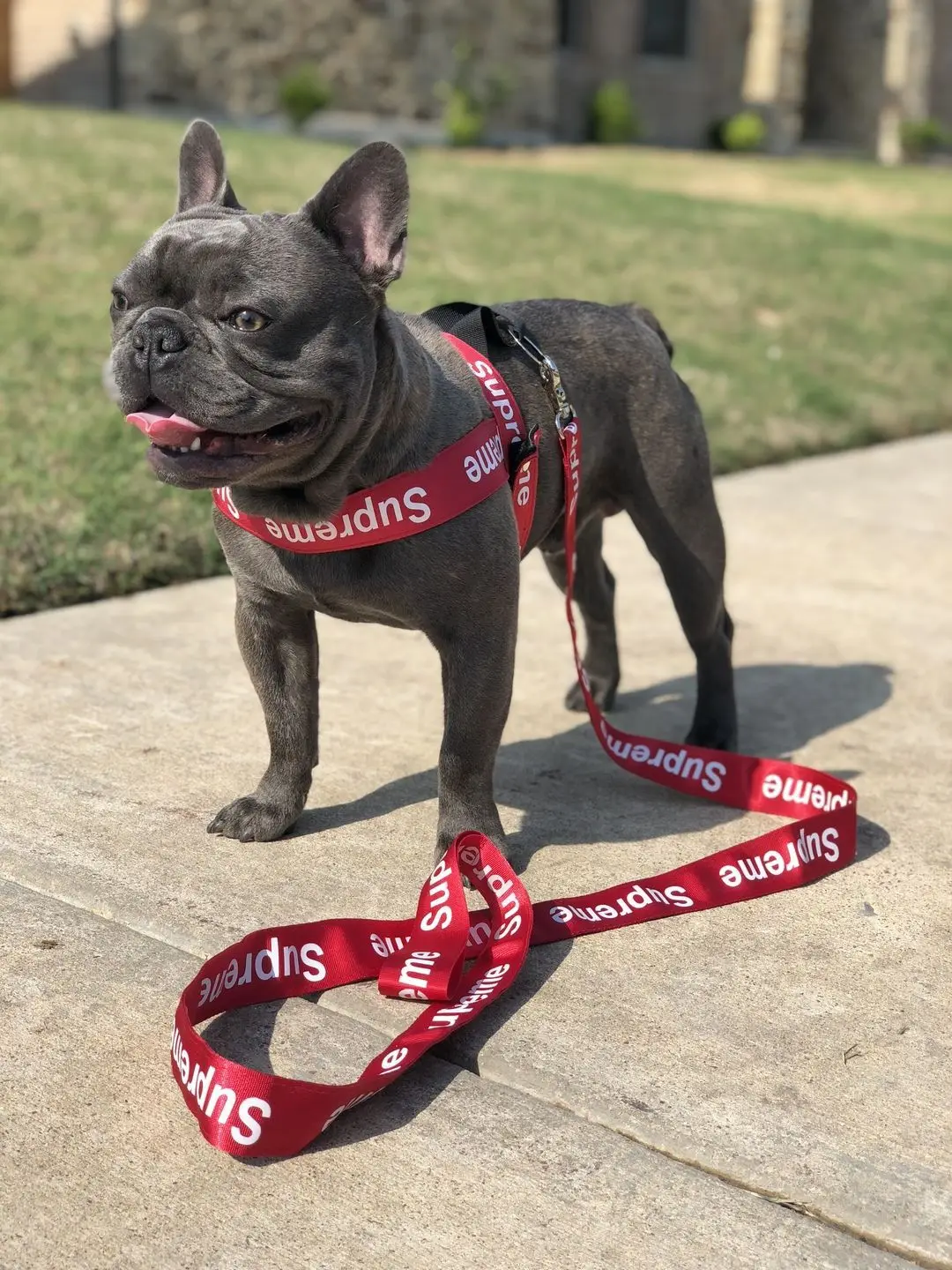 Durable luxury dog harness and leash print adjustable pet dog harness set