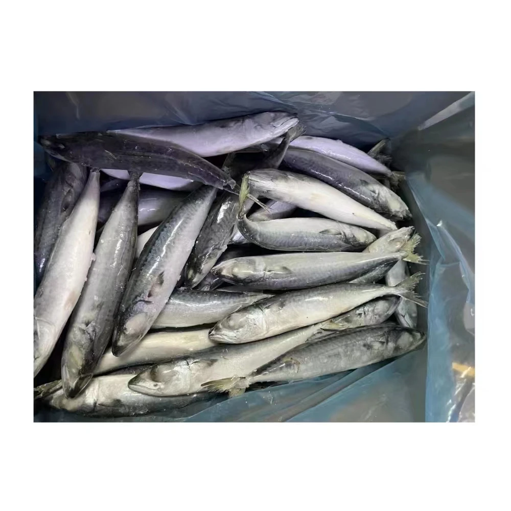 Top Urgent Want to Buy Frozen Pacific Mackerel with Competitive Price