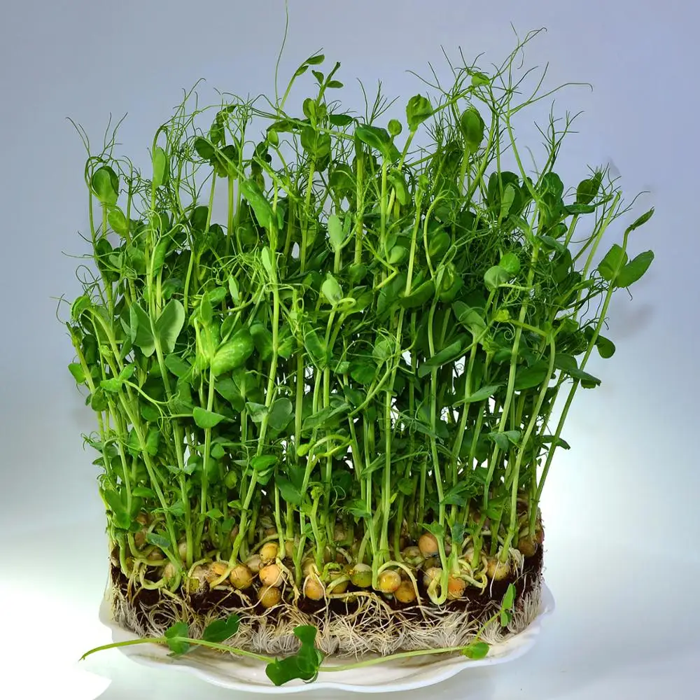 Bio Fertilizer  rhizobium inoculum biofertilizer 100% water soluble