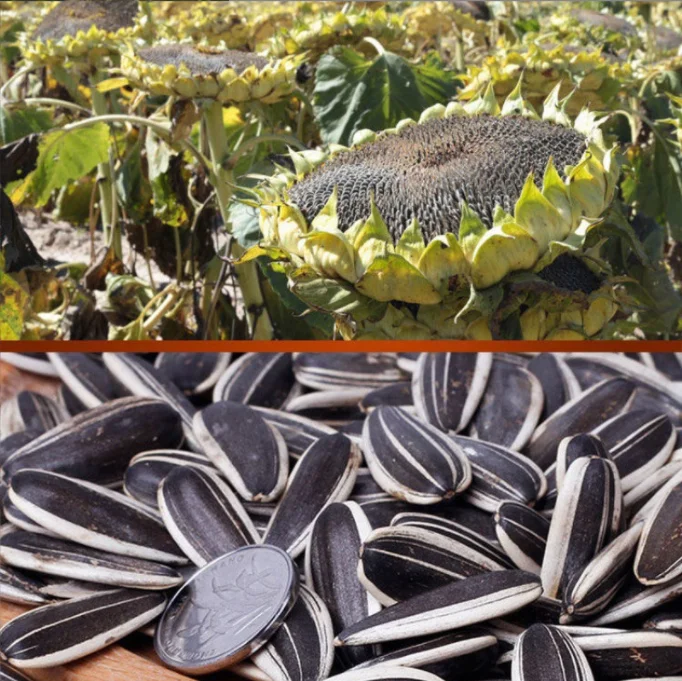 Wholesale White Sunflower Seeds China Sunflower Seeds Black with White Stripes 361 363 Grade A Best Price