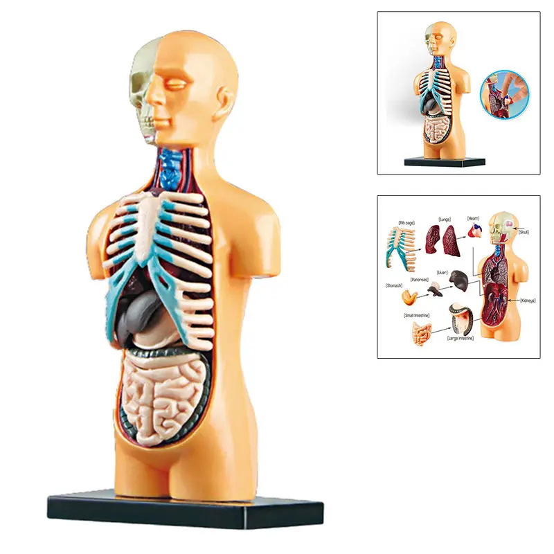 2025 наука модель тела человеческого туловища Манекен скелета Анатомия анатомические медицинские внутренние органы