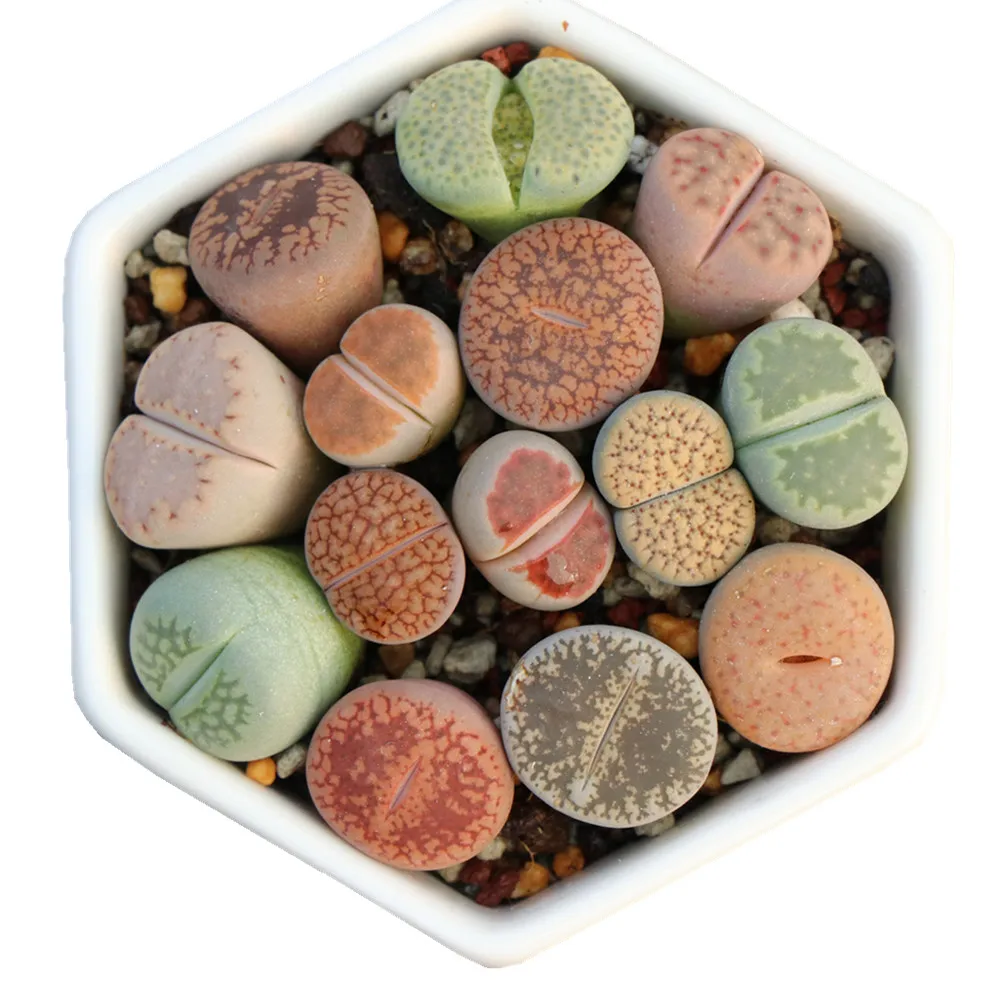 Colorful mixed succulent lithops plants with wholesaling price