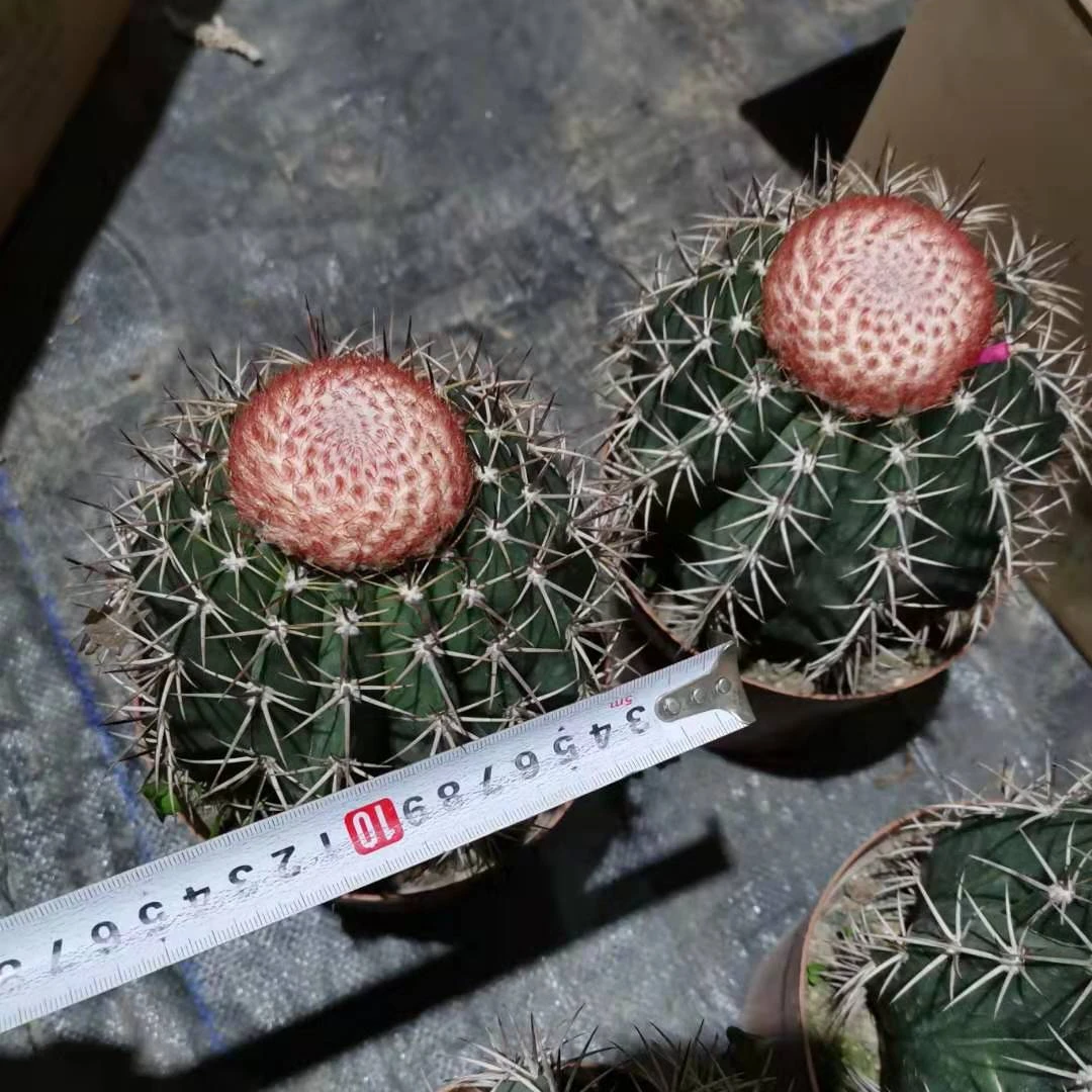 Лидер продаж, растение для посева, мелокактус amoelnus, живые кактусы, растения для домашнего интерьера, бонсай