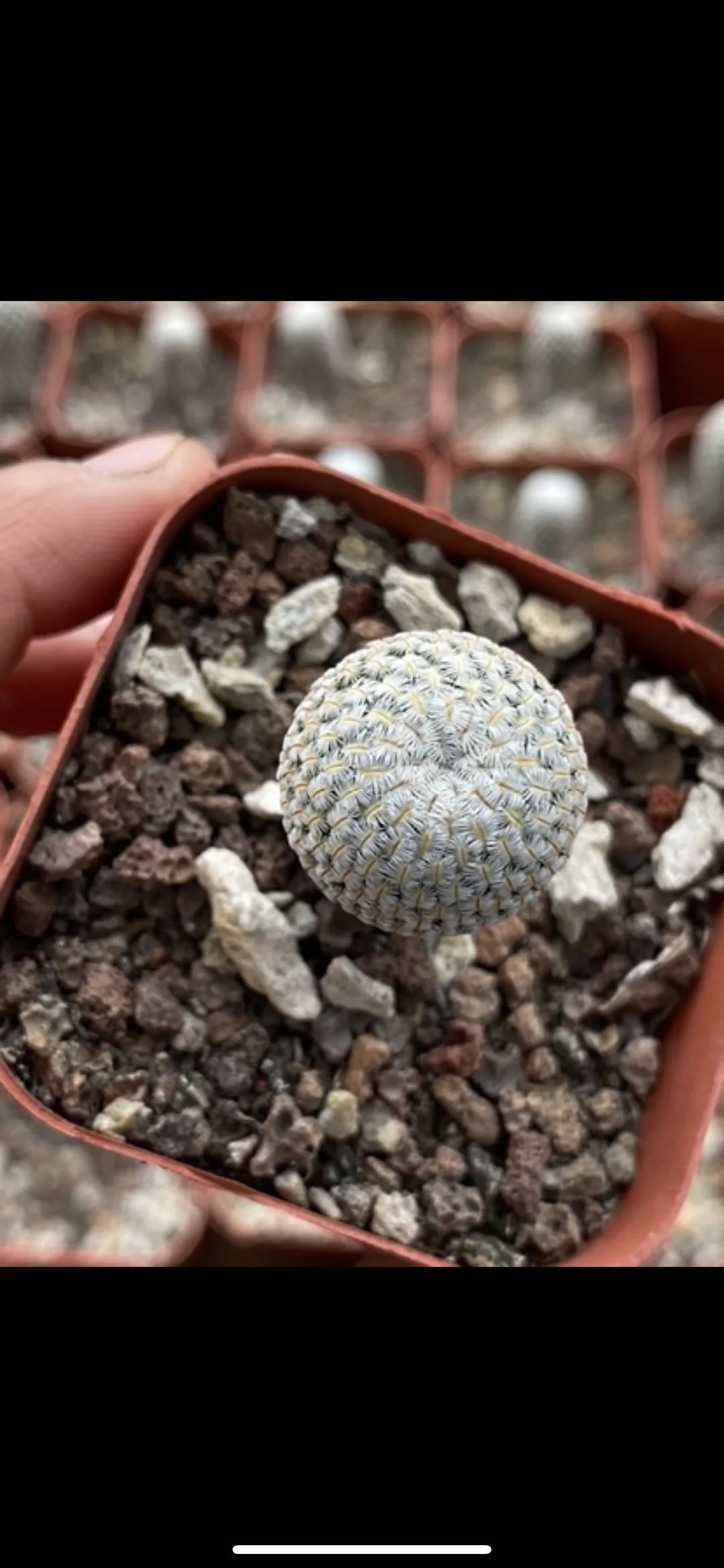 Home decoration dried cactus palm