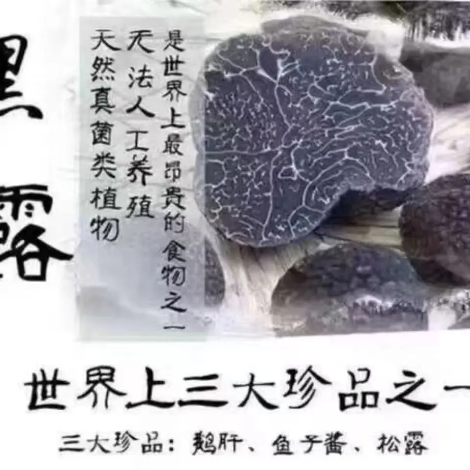 truffle Edible mushroom truffle mushrooms