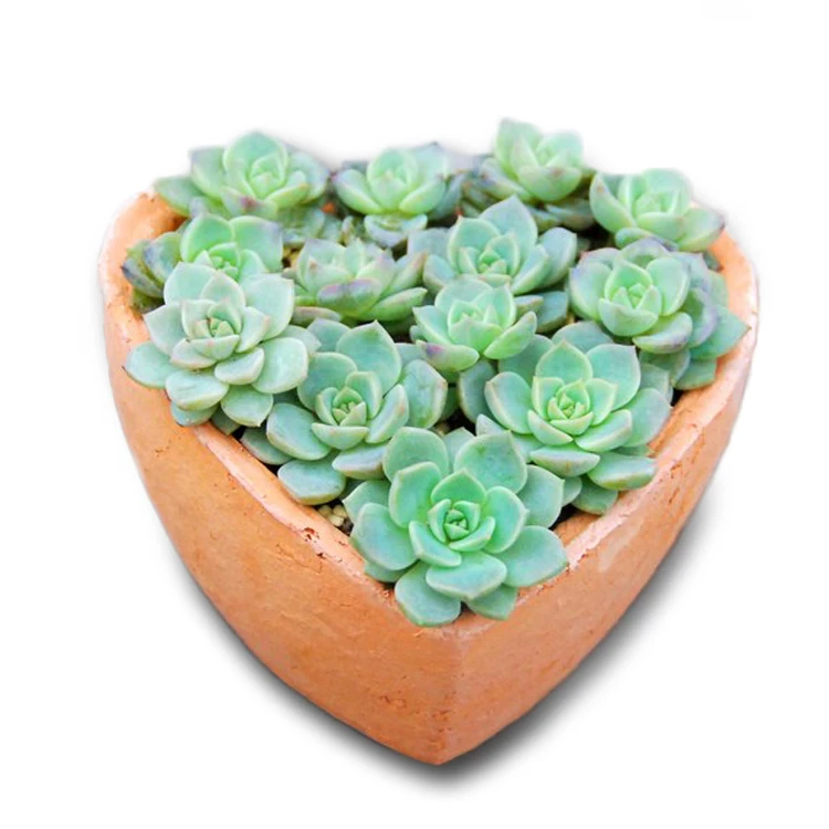 
Heart shaped terracotta planters wholesale 