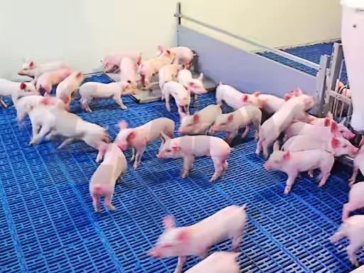 Ejoy экономичное долговечное фермерское оборудование для свиней ручка рассады свиней/ящик отлучения