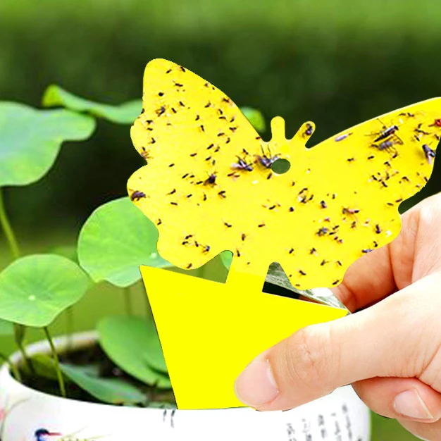 Wholesale Sticky Fruit Fly Traps Killer Sticky Fruit Fly Trap Dual Sided Glue Insect Sticky Catcher Strong Glue Paper Fly Bait