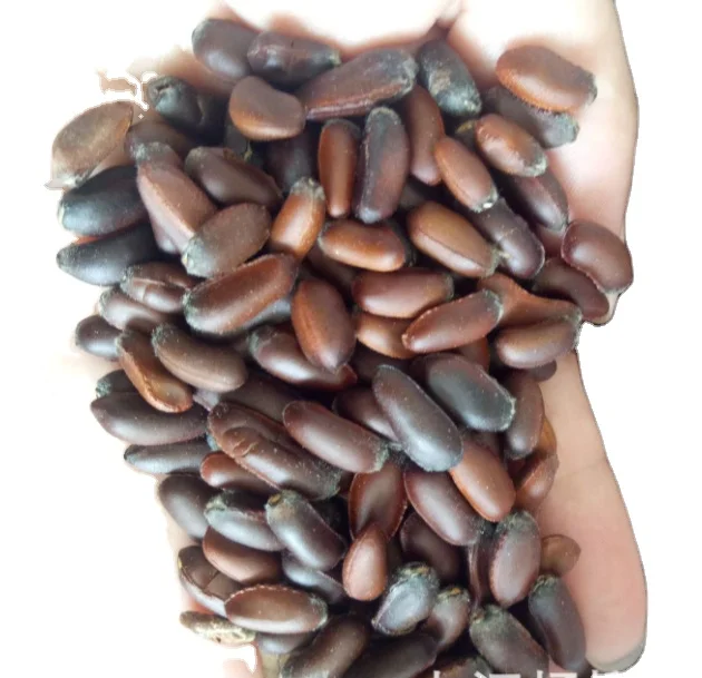 Ароматные желтые цветы, зимнее сладкое дерево, семена химонантуса для посадки