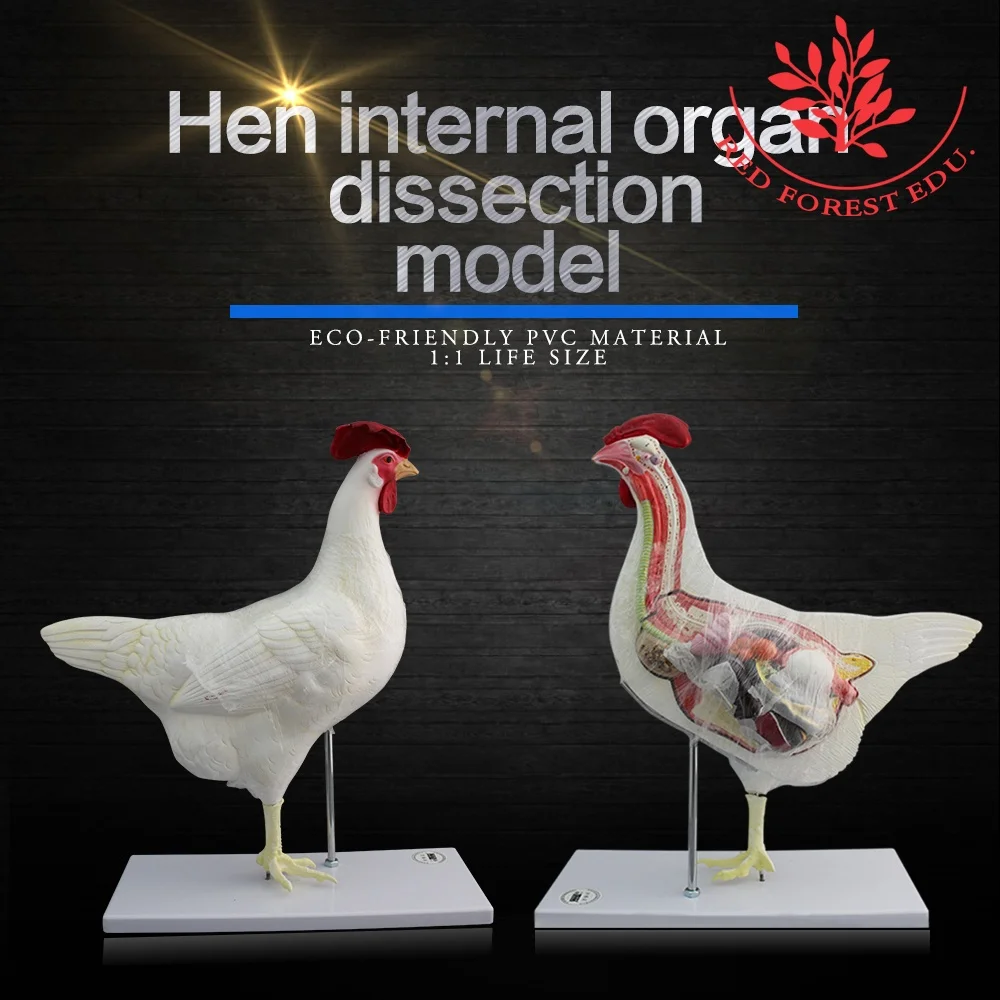 Модель куриного животного, женская модель курицы, анатомические модели животных для справки ветеринара