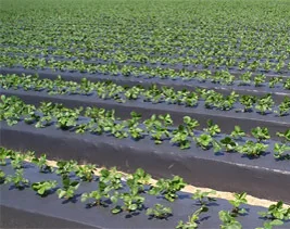 Agricultural Anti UV Black plastic mulch ondustries ground cover mulching polyethylene much film For Strawberries
