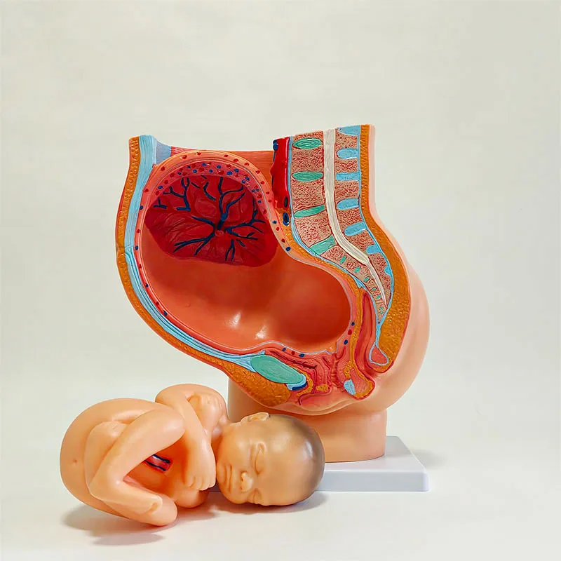 Nine-month fetal model with pregnancy in pelvis Childbirth model