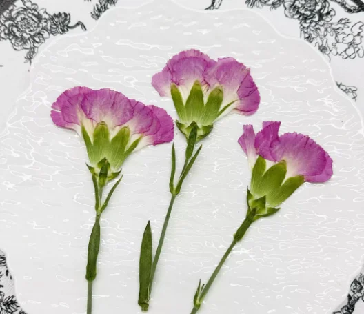 Carnation Pressed Flower DIY Candle Soap Making Natural Plant Eco-friendly Real Pressed Flower