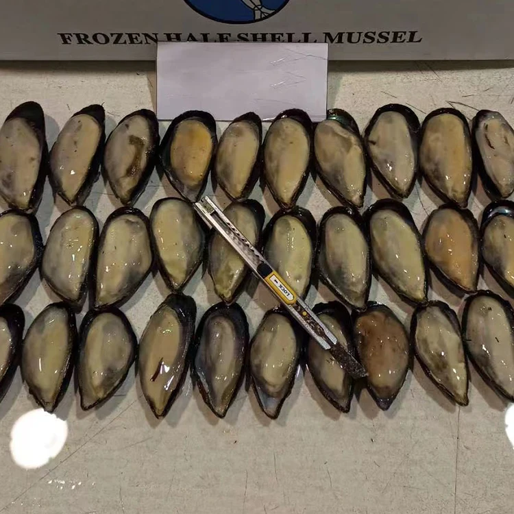 New Arrival  Mussel SANFENG SEAFOOD IQF Half Shell Mussel Shellfish Mussel for Export