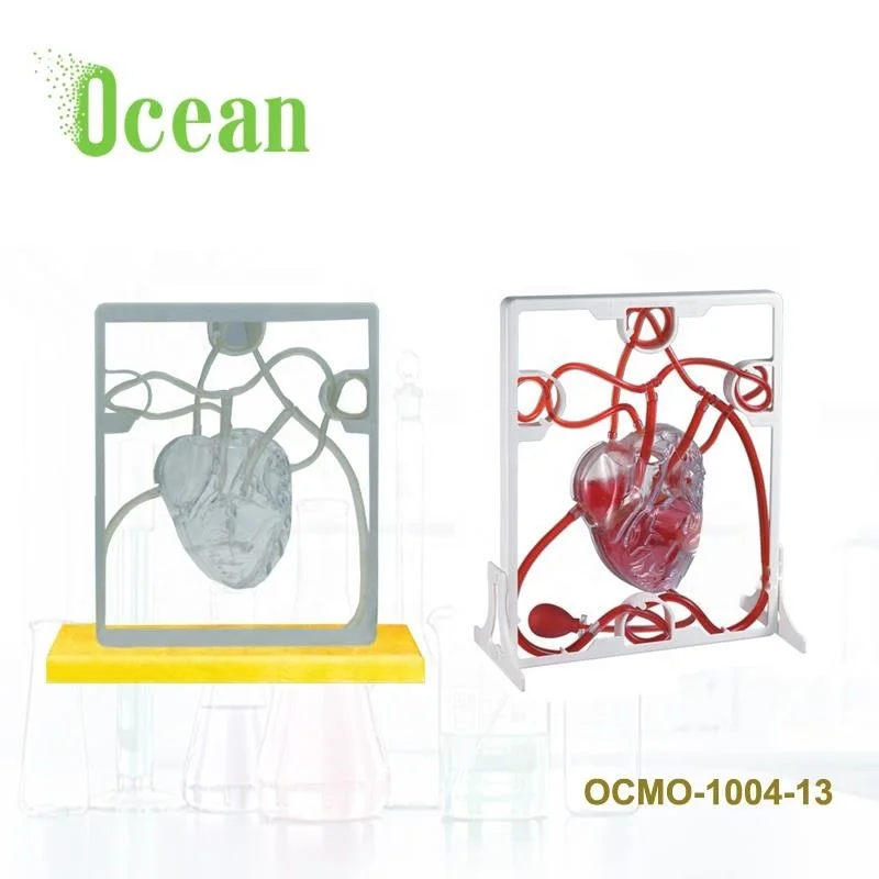Анатомическая пластиковая модель человеческого сердца для демонстрации биологии