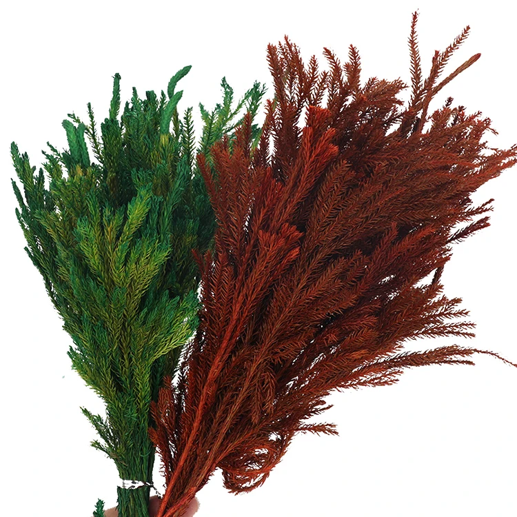 Preserved Foliage Lycopodium Japonicum Wholesale Room Office Desk Decorative Vase Filler Real Natura Pine Tree Branches