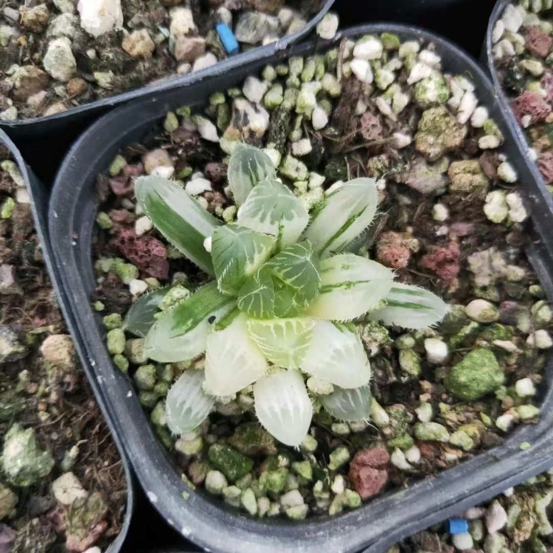 3-5cm Plant haworthia cooperivar.venusta Decor for Nursery Real  Indoor Outdoor Plants