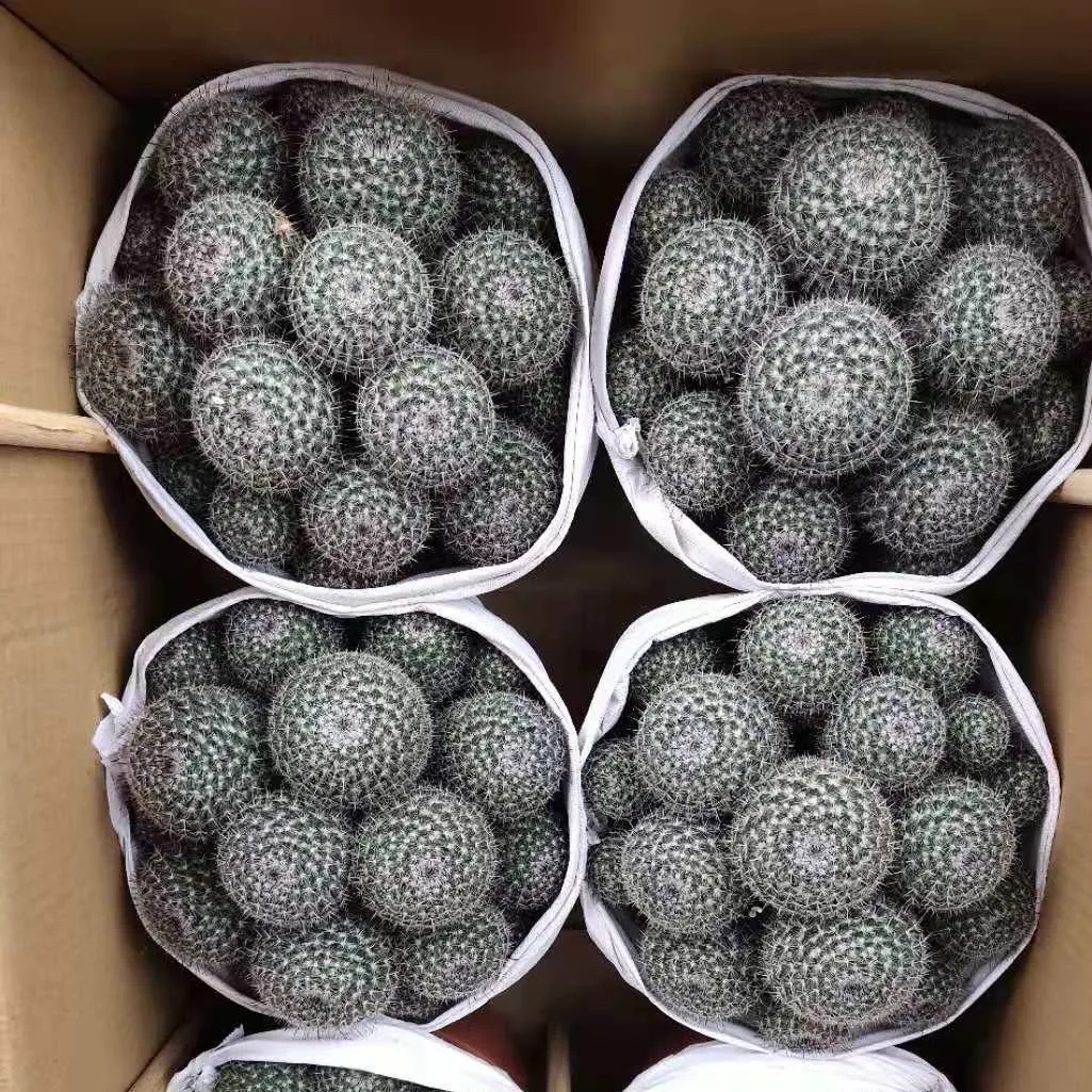 Живой Природный кактус Mammillaria perbella домашний садовый орнамент мини-кактус для продажи