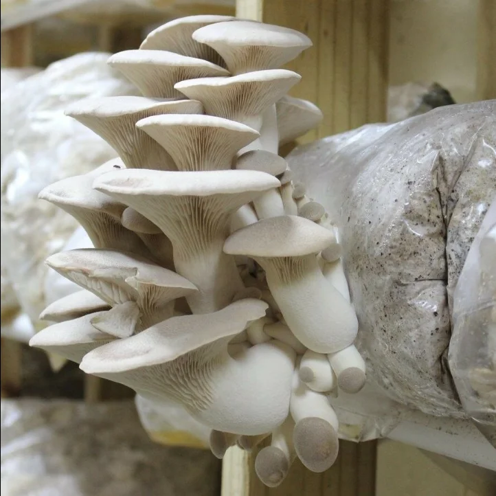 mushroom filter bags fungi seeds breathable bags  for grain and fungus seed culture