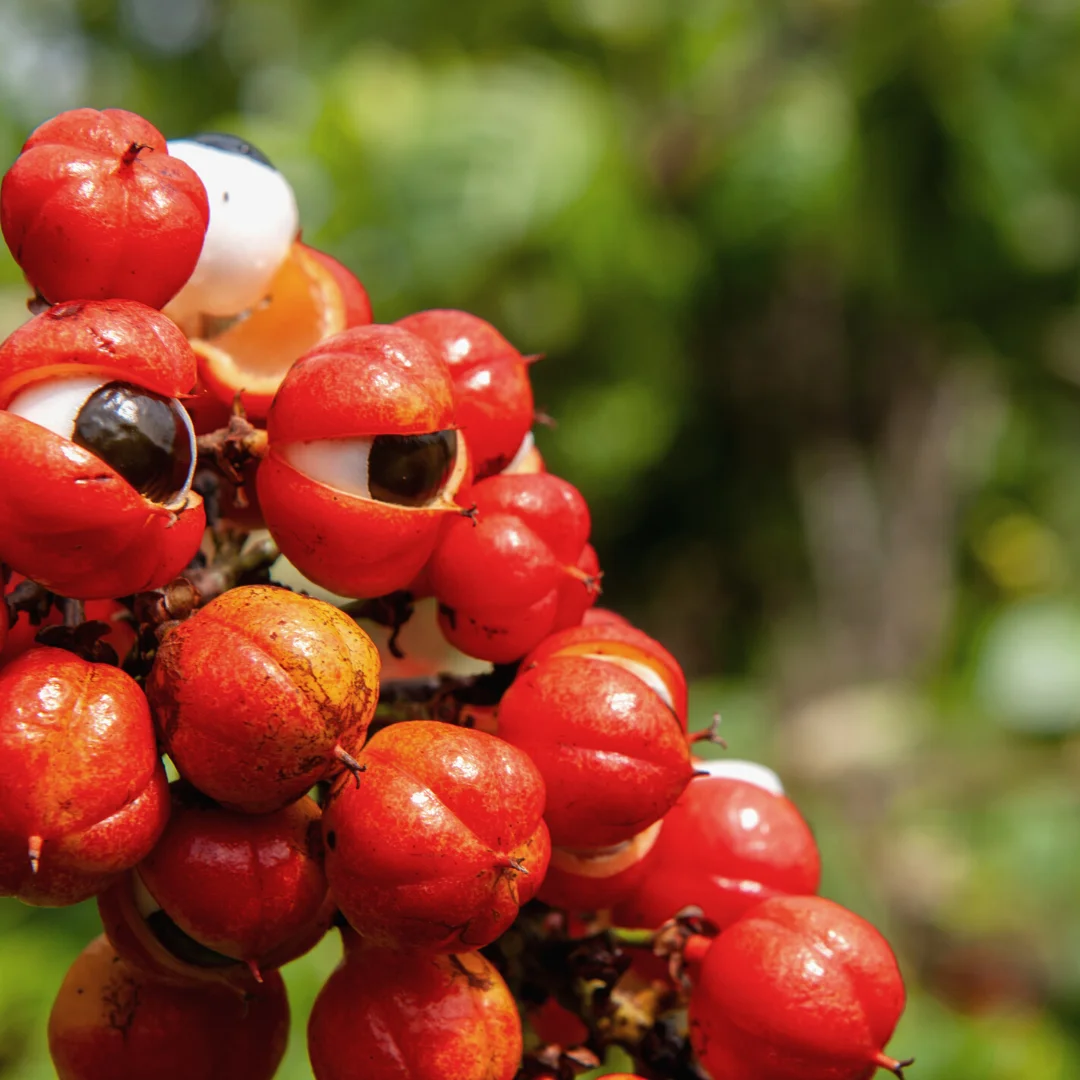 Sun-dried Guarana Seed Natural Energy Source Nutrient Dense Brazilian Amazonian Organic Guarana Powder