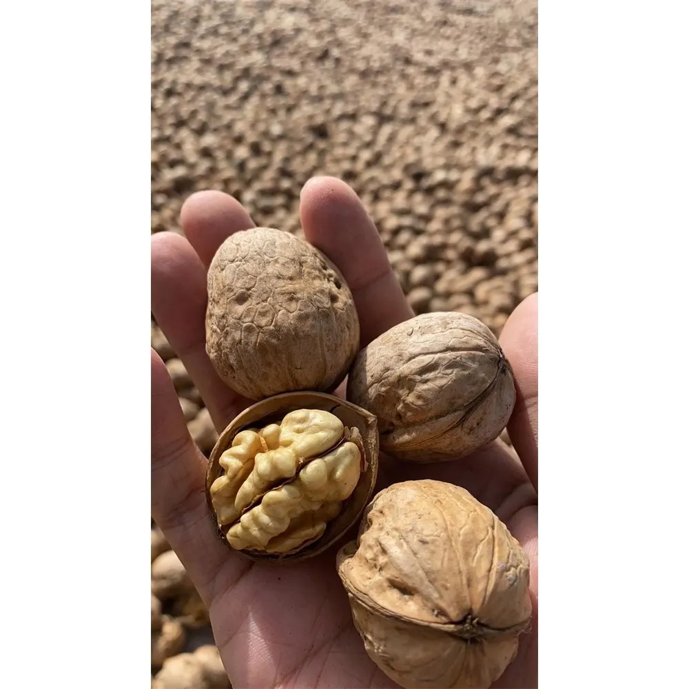 Factory supplier high quality organic walnut wholesale market