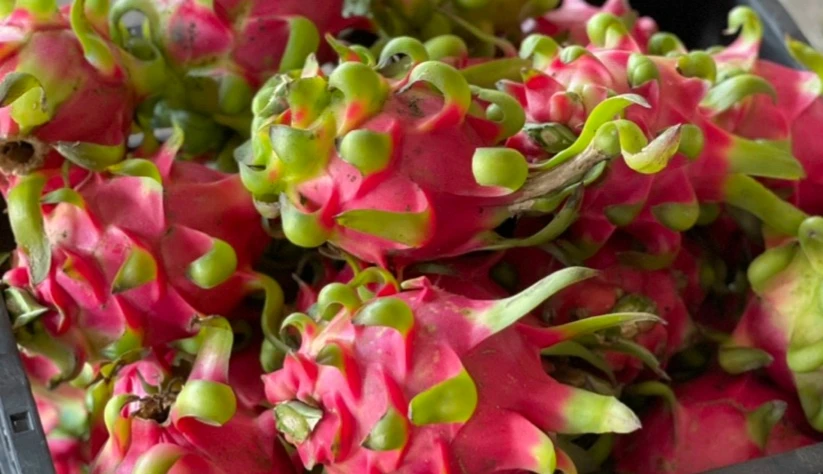 Vietnam Dragon Fruit Export To India Hong Kong Tropical Fresh Fruit 100% Maturity With Common  WHATSAP 0084 989 322 607