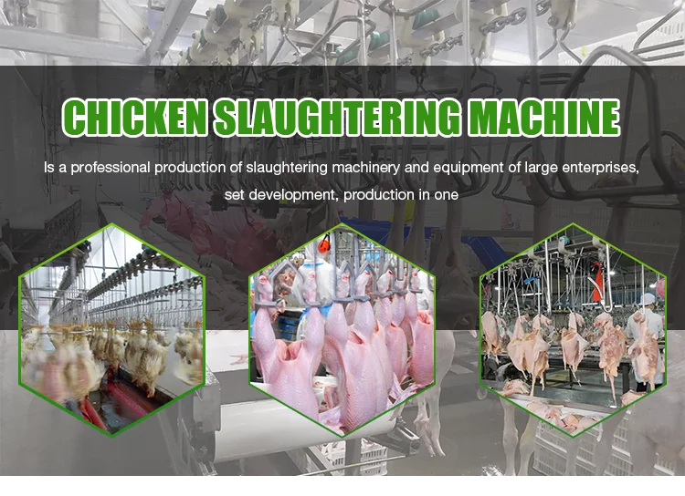 Best price stainless steel complete 1000 bph poultry slaughtering equipment
