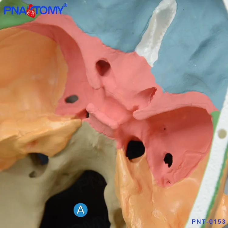 3 parts colored skull model,Detachable Colored Human Skull Medical School Anatomical Demonstration