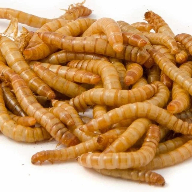 Best Quality Dried Yellow Mealworm for feeding in 50kg bags,Buy Dried Shrimp Shell,Promotion Sales Dried Shrimp Meal Powder
