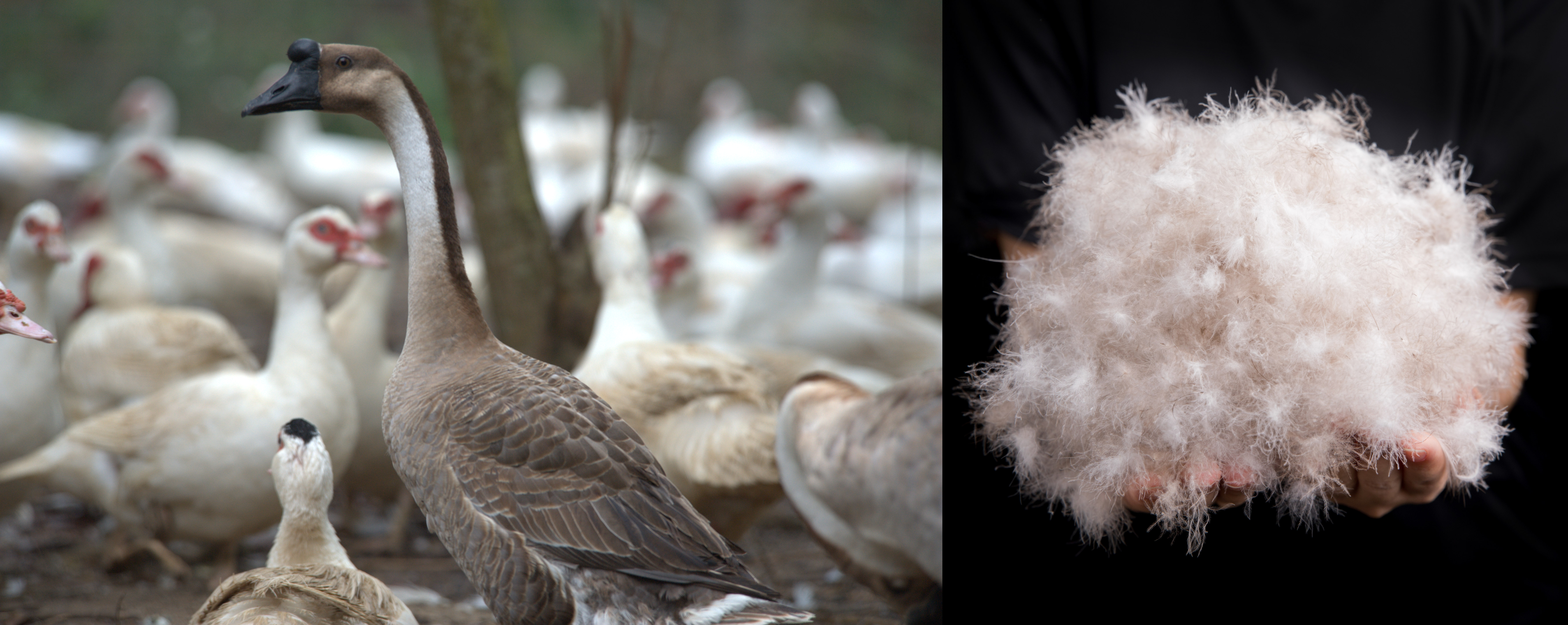 Down factory High quality 90/10 duck down for sleeping bag