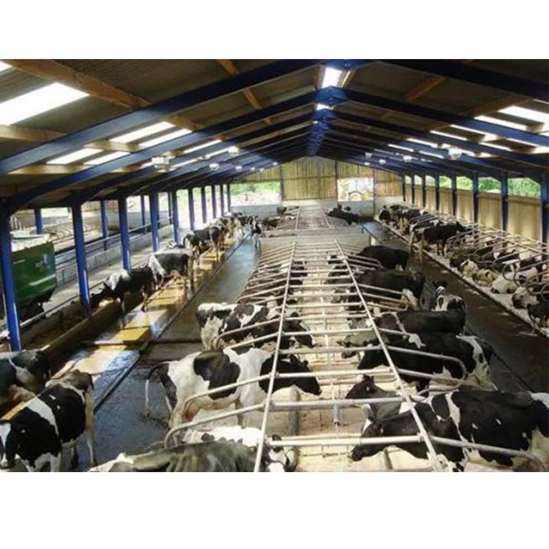 small prefab cattle house / galvanized steel portal frame cow sheds with metal materials