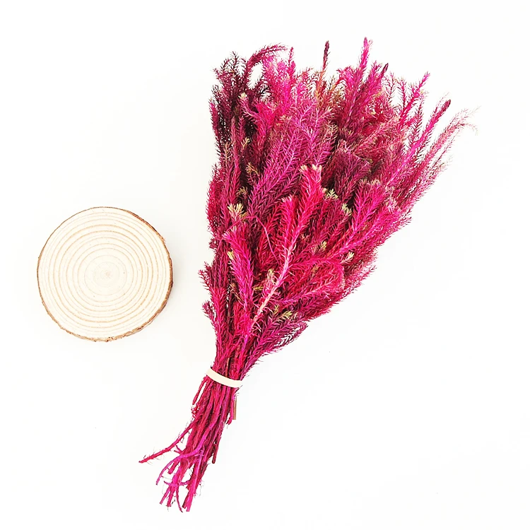 Summer Flora Wholesale natural decorative flowers preserved plant club moss for christmas ornament