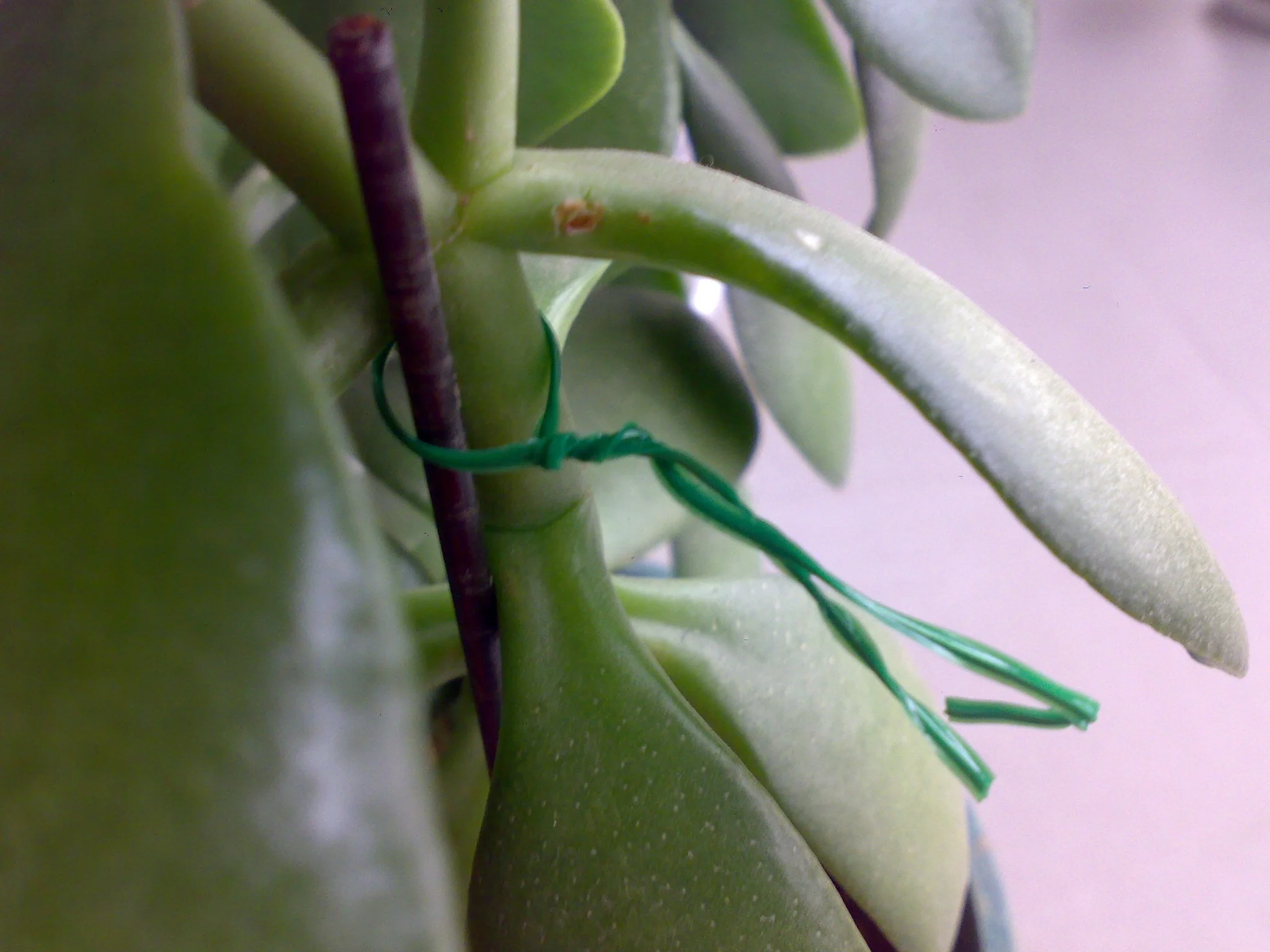 waterproof stretchable plastic SOFT TPR plant tie tape garden grape support