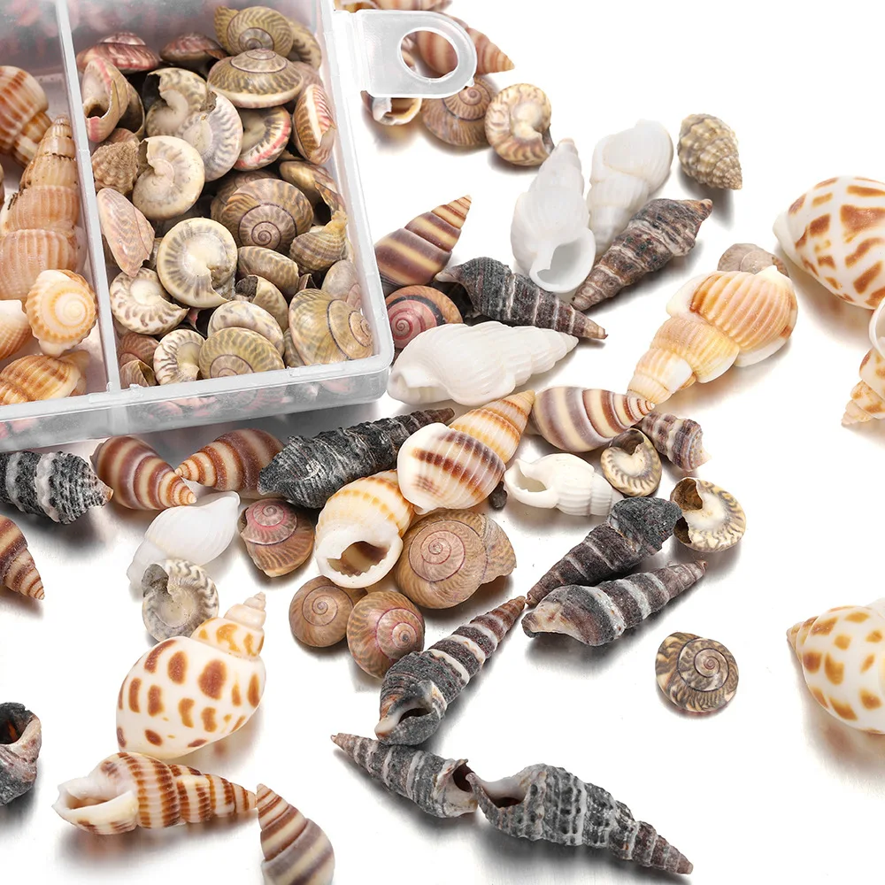 Mixed ocean seashells natural empty clean beach shell raw sea shells combination box packaging for home decor and crafts making