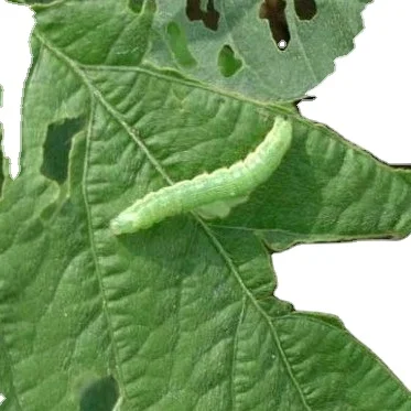 Sample Available Pesticide 10% Pyriproxyfen SC manufacturer 10L/hectare spray